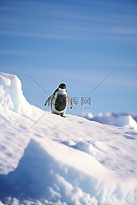 企鹅在贾格尔岛远洋群岛的雪地上行走