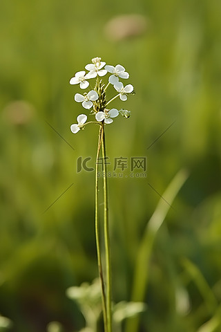 中央空调背景图片_生长在田野中央的一朵小白花