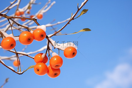 蓝天映衬下树枝上的橙色水果