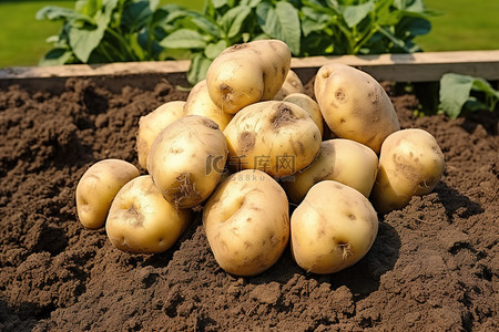 田间背景图片_田间高架床上新鲜土豆的照片