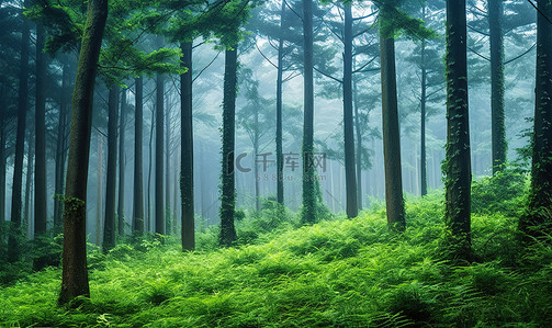 公路森林背景图片_高大的黑暗森林里长满了绿色植物