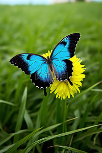 一只大蝴蝶坐在绿色的田野上，张开翅膀飞翔