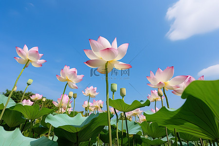 荷叶莲花背景图片_在台湾，花园里盛开着中国莲花