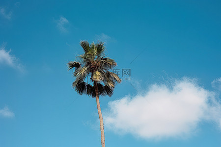 棕榈树映衬着清澈的蓝天