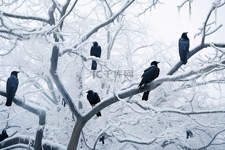 一群乌鸦坐在被雪覆盖的树上