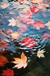 秋叶漂浮在湖边附近