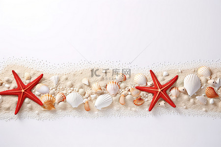 海边有贝壳和海星的白色背景