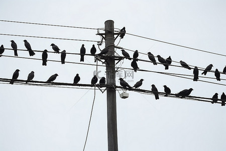 外面电线上有一群黑色的鸟
