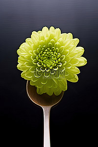 勺子上的绿色菊花