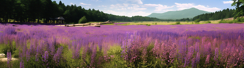 背景中有紫色花朵的田野