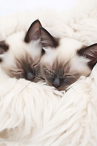 睡在白色毛皮上的暹罗小猫