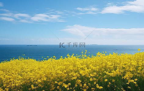 蓝天海洋背景背景图片_一片黄色的花朵和海洋，云朵和蓝天