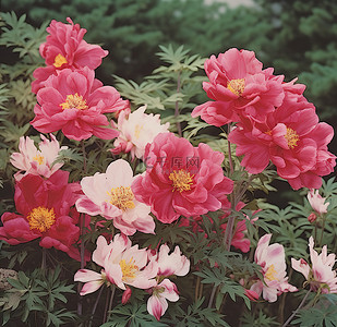 这些是花园里一些漂亮的粉红色花朵