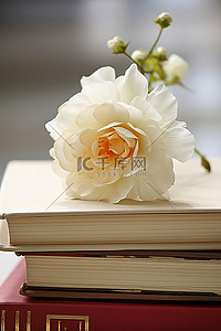 玫瑰背景图片_书本上的白花