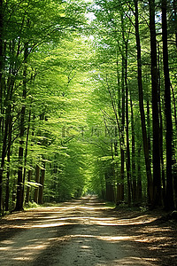 林中背景图片_绿色森林中的一条土路
