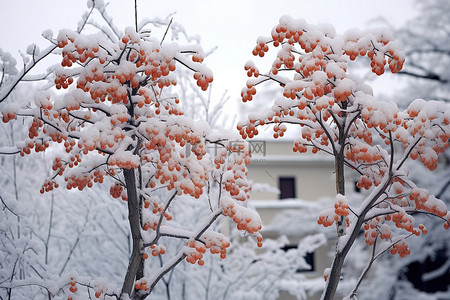 建筑物边缘的雪莓树