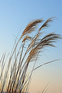 沙滩芦苇草风吹