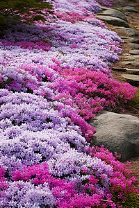 紫色的杜鹃花，白色的花朵，散落在地上