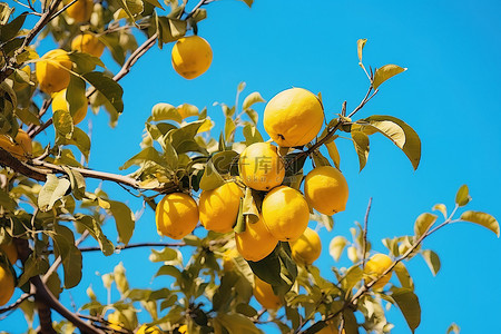 柠檬树生长在大自然中