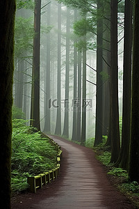 西雅图背景图片_在日本森林保护区神户岛太宰路径平移西雅图自然 JD