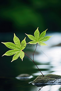 绿色落叶背景图片_两片黑色和绿色的叶子靠在水边