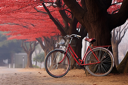 红色自行车靠在树上