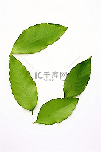 白色背景上的叶子制成的绿叶字母 c