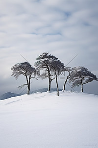 雪中​​斜坡上的四棵树