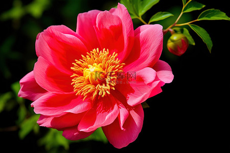 牡丹背景图片_这是一种生长在野外的漂亮的红花