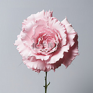 粉红色的玫瑰花蕾，上面覆盖着白色