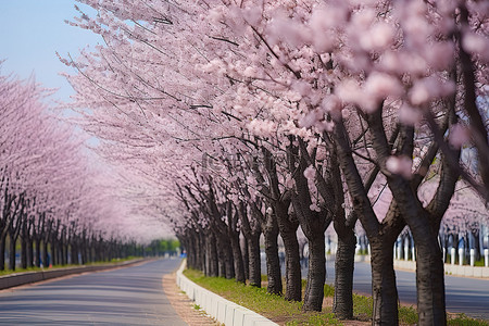 街道上一排开着粉红色花朵的白桦树