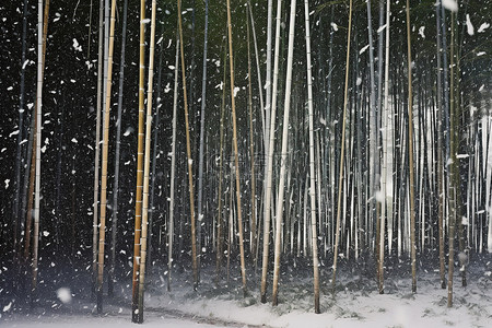 冬天竹子背景图片_农场区的白雪从高大的竹林中飘落