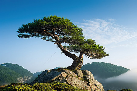 秋天松树地背景图片_一棵松树站在有云的岩石顶上