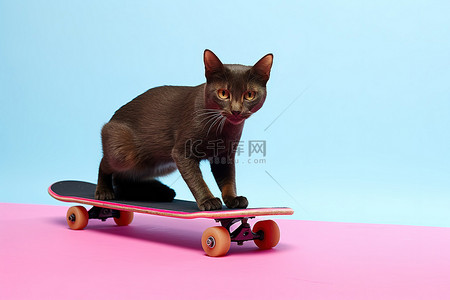 粉色玩具滑板上的黑猫