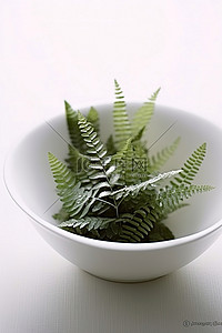 白碗中蕨类植物叶子的照片