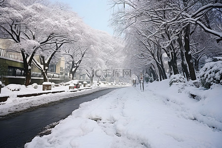 树木间的雪和覆盖街道的雪