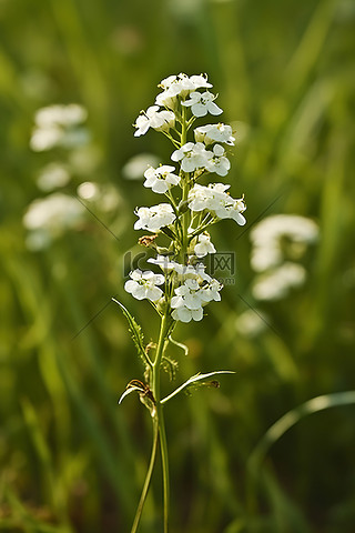 中央空调背景图片_田野中央开着白花的植物