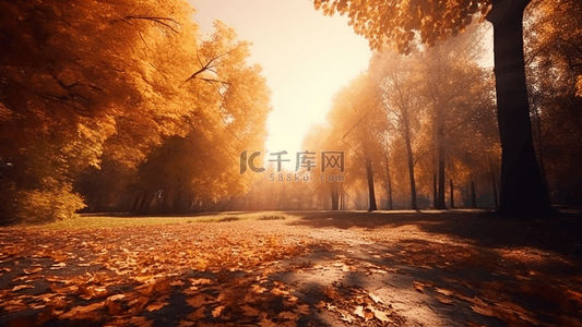 森林树木秋天风景广告摄影背景
