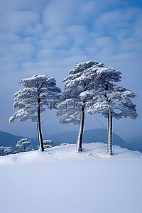 日本东京县积雪覆盖的山上的三棵松树