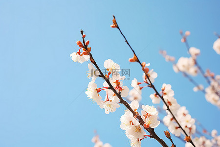 梵高杏花背景图片_春天的杏花在蓝天的映衬下