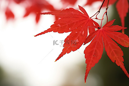 红枫树的叶子