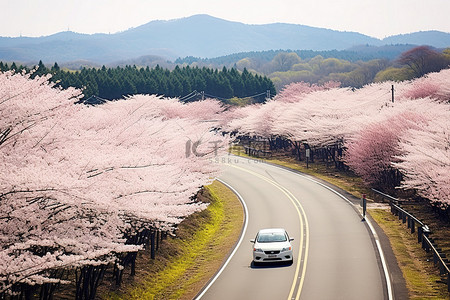 天空路上背景图片_一辆汽车行驶在空旷的樱花路上