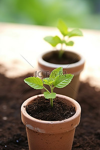 芭蕉叶盆栽背景图片_三盆在泥土中生长的植物