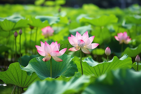 荷叶背景图片_粉红色的莲花躺在绿色的森林里