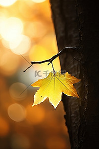 一片叶子和一棵树的特写在夕阳的映衬下显示出来