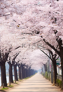 安东河回村背景图片_韩国宝城三谷的樱花树