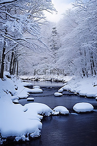 冬季雪林树木即墨松浦仁王河