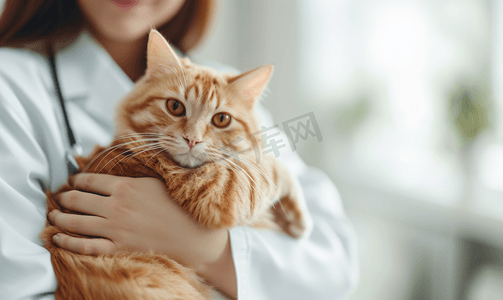 抱猫医生摄影照片_女性宠物医生抱着布偶猫咪