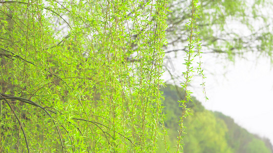 春天柳树发芽春意盎然绿色植物