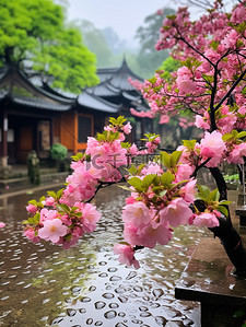 樱花背景图片_江南风光古镇的春天雨水背景素材